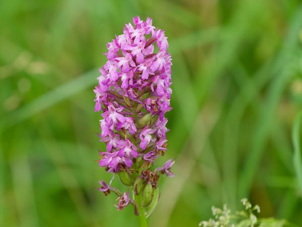 <h3><a href="/trips/braakman/biota/plantae/tracheophyta/liliopsida/asparagales/orchidaceae/anacamptis pyramidalis/anacamptis pyramidalis-nl.html">Anacamptis&nbsp;pyramidalis</a> / Pyramidal&nbsp;orchid / Hondskruid</h3>OM-1 Mark II met OLYMPUS M.150-400mm F4.5, 1/2000 sec  bij F4.5, ISO 3200, afstand 3.10&nbsp;m
